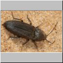 Dicronychus cinereus - Schnellkaefer 01 9mm.jpg